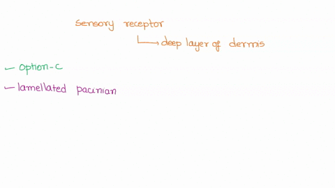 which-sensory-receptor-is-found-in-the-deep-layer-of-the-dermis-tactile-meissners-corpuscle-merkel-cell-lamellated-pacinian-corpuscle-tactile-disc-52617