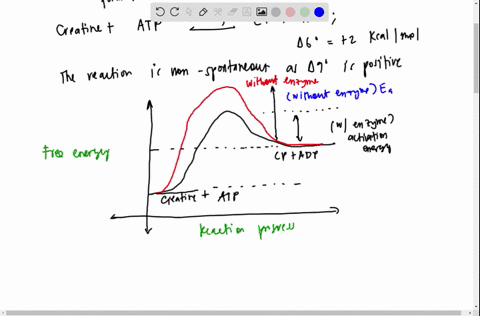 muscle-cells-contain-high-concentrations-of-creatine-phosphate-cp-to-help-maintain-sufficient-levels-of-atp-in-the-initial-stages-of-strenuous-exercise-via-the-reaction-shown-below-assume-ph-17962