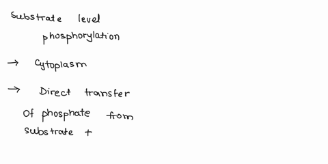 which-component-of-the-bacterial-polymerase-holoenzyme-is-critical-for-binding-to-trinucleotides-during-elongation-a-alpha-b-beta-c-beta-prime-d-omega-e-sigma-36856