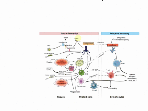 mention-two-2-immune-systems-that-play-important-roles-in-both-innate-and-adaptive-immune-responses-explain-them-in-detail-20marks-27907