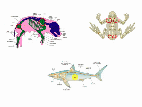 compare-the-vertebral-and-appendicular-skeletons-of-the-fetal-pig-with-those-of-the-amphibian-and-shark-what-are-the-similarities-what-are-the-differences-are-there-any-remnants-of-the-visce-28925