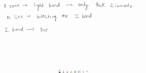 7-of-34-reset-help-h-zone-dark-band-of-the-sarcomere-containing-both-thick-and-thin-filaments-m-line-line-bisecting-the-i-band-both-thin-and-elastic-filaments-anchor-to-the-z-discs-a-iband-s-25875