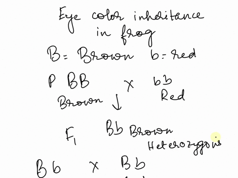 now-that-you-understand-inheritance-of-skin-color-in-tree-frogs-you-want-to-study-eye-color-inheritance-true-breeding-brown-eyed-tree-frog-to-a-true-breeding-red-eyed-tree-rog-and-oblain-you-41608