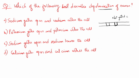 which-of-the-following-best-describes-depolarization-of-a-neuron-sodium-gates-open-and-sodium-enters-the-cell-potassium-gates-open-a-potassium-enters-the-cell-sodium-gates-open-and-sodium-le-37938