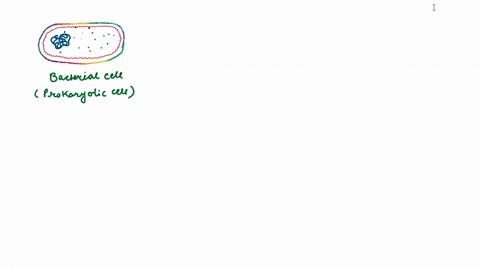 which-statement-is-not-true-of-all-bacteria-all-bacteria-have-a-plasma-membrane-all-bacteria-have-a-chromosome-of-dna-all-bacteria-reproduce-asexually-through-simple-cell-division-all-bacter-60908