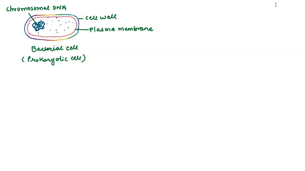SOLVED Which statement is FALSE regarding bacterial and archaeal cclls