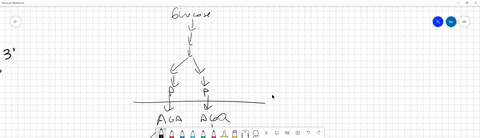 glycolysis-requires-oxygen-or-another-inorganic-final-electron-acceptor-to-proceed-falsci-truc-25461