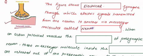 below-figure-shows-synapse-formed-between-two-neurons_-presynaptic-neuron-postsynaptic-neuron-fill-in-the-blanks-by-using-the-words-listed-below-6-pt-the-figure-above-shows-chemical-synapse-47644