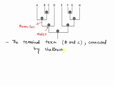 phylogenetic-trees-a-phylogenetic-tree-depicts-a-hypothesis-about-the-way-that-a-group-of-organisms-or-taxa-are-related-the-common-ancestor-of-all-the-taxa-is-shown-at-the-base-of-the-tree-l-52091