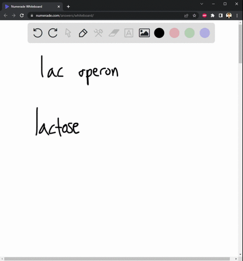 which-of-these-genes-is-not-a-part-of-the-lac-operon-42109