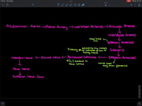 create-a-flow-chart-showing-the-pathway-of-blood-moving-through-the-arteries-capillaries-and-veins-of-kidney-start-with-blood-in-the-descending-aorta-and-end-with-the-blood-in-the-inferior-v-90757