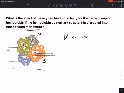 what-is-the-effect-of-the-oxygen-binding-affinity-for-the-heme-group-of-hemoglobin-if-the-hemoglobin-quaternary-structure-is-disrupted-into-independent-monomers-76568