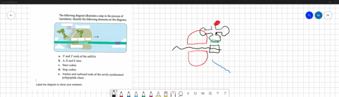the-following-diagram-illustrates-step-in-the-process-of-translation-identify-the-following-elements-on-the-diagram-augcccacg-uag-a-5-and-3-ends-of-the-mrna-b-a-p-and-e-sites-c-start-codon-d-77133