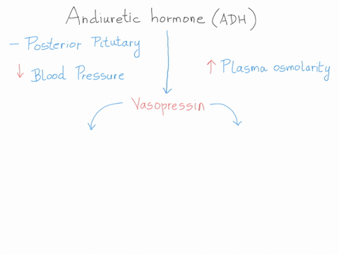 which-are-true-about-adh-adh-decreases-the-water-permeability-of-the-collecting-duct-adh-stimulates-aquaporin-synthesis-a-adh-release-is-stimulated-by-an-increase-in-blood-osm1-otic-pressure-84549
