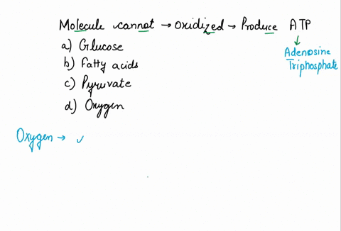which-of-the-following-molecules-cannot-be-oxidized-to-produce-atp-a-glucose-b-a-fatty-acid-c-pyruva-86653