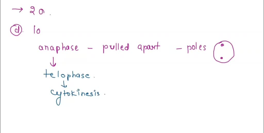 SOLVED: If there are 20 centromeres in a cell at anaphase, how many