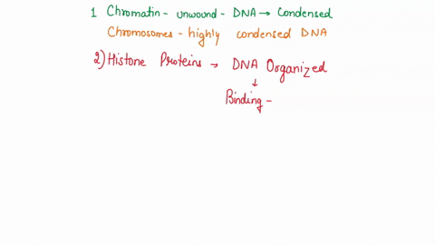 what-is-the-difference-between-chromatin-and-chromosomes-what-protein-helps-keep-the-dna-organized-what-is-the-purpose-of-mitosis-the-small-picture-microscopic-scale-and-the-big-picture-what-43378