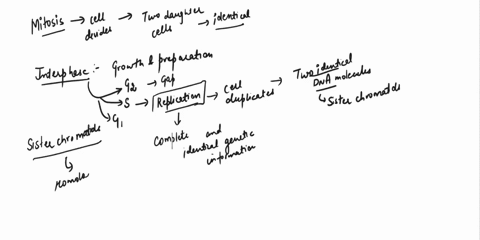 during-mitosis_-cell-divides-to-generate-two-daughter-cells-the-daughter-cells-are-genetically-identical-to-one-another-and-genetically-identical-to-the-original-parent-cell-both-in-terms-of-30677