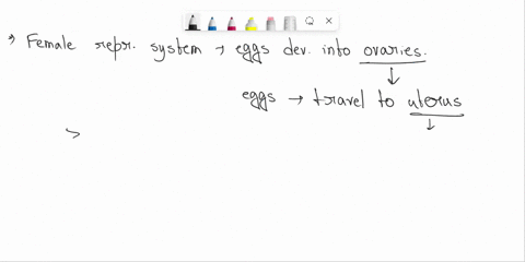 female-reproductive-describe-the-path-that-the-egg-travels-from-the-ovary-to-the-uterus-43632