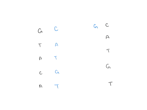 as-shown-in-the-figure-below-the-first-step-in-dna-replication-is-the-separation-of-the-two-strands-of-the-dna-double-helix-by-the-enzyme-dna-helicase-after-the-two-strands-are-separated-ano-06695