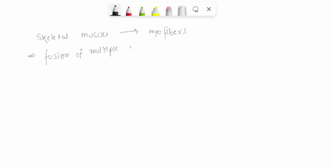 skeletal-muscle-cells-are-a-large-multinucleate-cells-that-arise-by-growth-b-large-multinucleate-cells-that-arise-by-fusion-of-smaller-cells-c-small-cells-connected-by-many-gap-junctions-d-l-21428