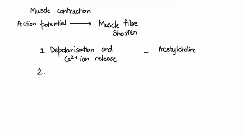 explain-the-steps-that-initiate-a-muscle-contraction-beginning-with-an-action-potential-arriving-at-the-neuromuscular-junction-until-the-muscle-fiber-shortens-include-all-details-and-mechani-80585