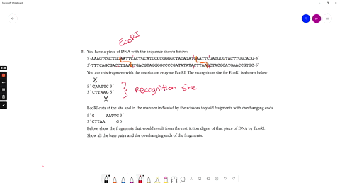 you-have-piece-of-dna-with-the-sequence-shown-below-5-aaagtcgctggaattcactgcatccccggggctatatatgaattcgatgcgtacttggcacg-3-3-tttcagcgaccttaagtgacgtaggggccccgatatatacttaagctacgcatgaaccgtgc-5-you-46424