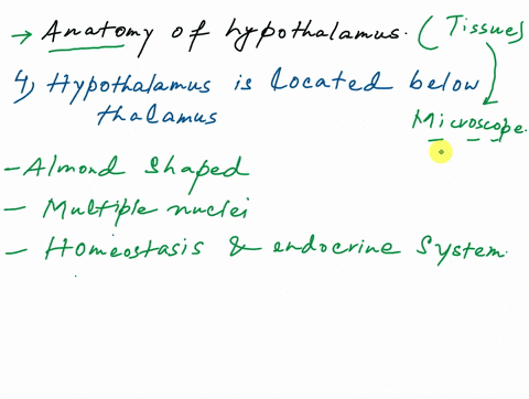 which-of-the-following-best-describes-the-anatomy-of-the-hypothalamus-the-hypothalamus-is-considered-part-of-the-anterior-brainstem-the-hypothalamus-is-composed-of-multiple-nuclei-that-form-35676
