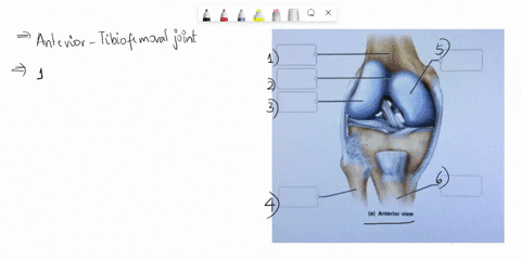 correctly-label-the-following-anatomical-features-of-the-tibiofemotal-joint-luz-mid-florida-kidney-and-joinedseptember-520-wconnectmheducationcomflowconnecthtml-for-physicianscemvista-clinic-26327