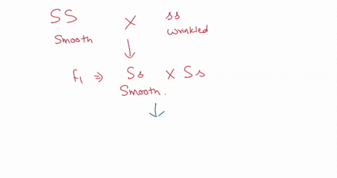 1-after-mendel-crossed-smooth-and-wrinkled-pea-varieties-the-f1-generation-was-allowed-to-self-fertilize-of-the-f2-progeny-some-were-smooth-and-some-were-wrinkled-this-occurred-because-the-f-05463