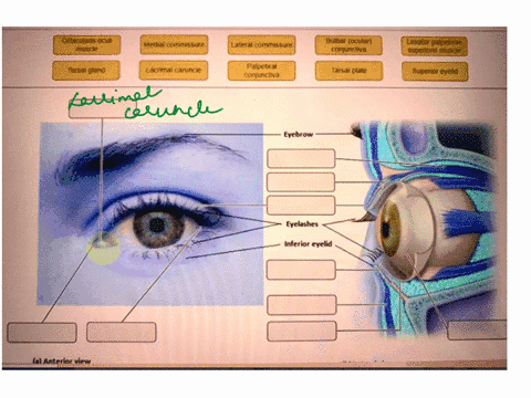 e-special-senses-gland-s-culans-ocu-ng-activity-accessory-structures-of-the-eye-acrimal-caruncle-medial-commissure-conjunctiva-palpebral-lateral-commissure-eyebrow-tarsal-plate-conjunctiva-b-68814