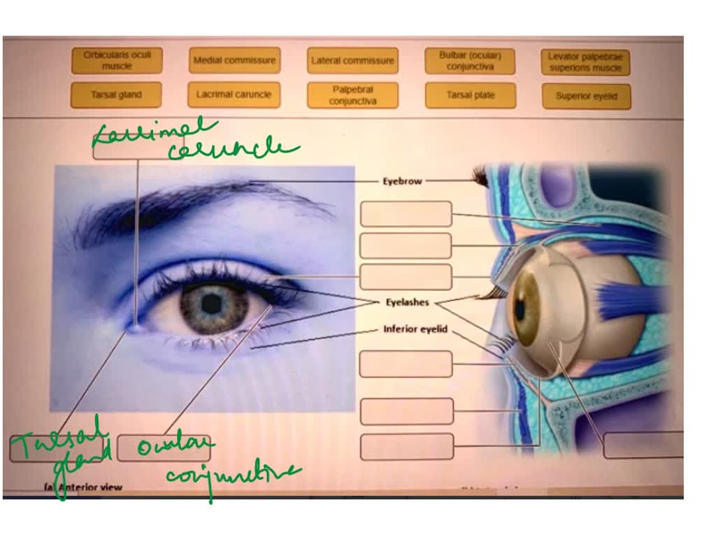 Tarsal gland Palpebral conjunctiva (a) Anterior view Lacrimal caruncle ...