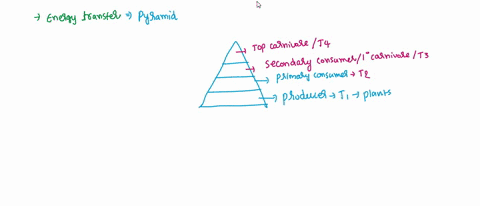 the-position-of-an-organism-within-a-food-web-is-described-by-its-trophic-level-when-modeling-energy-dynamics-of-a-food-web-losses-of-energy-at-these-different-levels-produces-a-pyramid-shap-55314
