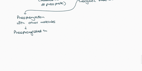 hydrolysis-of-atp-releases-energy-which-ultimately-results-in-the-production-of-adp-and-inorganic-phosphate-what-is-commonly-the-immediate-fate-of-the-phosphate-released-by-atp-hydrolysis-in-74307