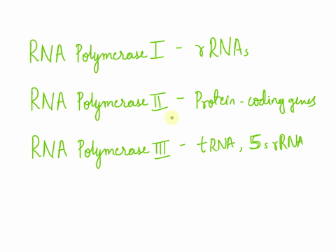 70-match-the-eukaryotic-rna-polymerase-with-the-type-of-gene-transcribed-match-the-eukaryotic-rna-polymerase-with-the-type-of-gene-transcribed-rnapolymerasel-trnas-and-rrnas-protein-coding-g-41204