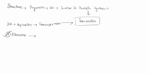 which-of-these-structures-is-involved-in-protein-synthesis-a-ribosome-b-plasma-membrane-c-mitochondr-46718