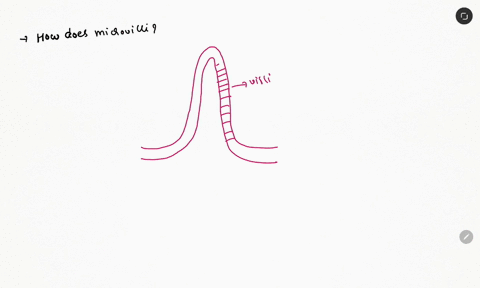 the-single-layer-of-columnar-epithelial-cells-lining-the-small-intestine-has-a-brush-border-of-microvilli-how-do-you-think-microvilli-increase-absorption-03722