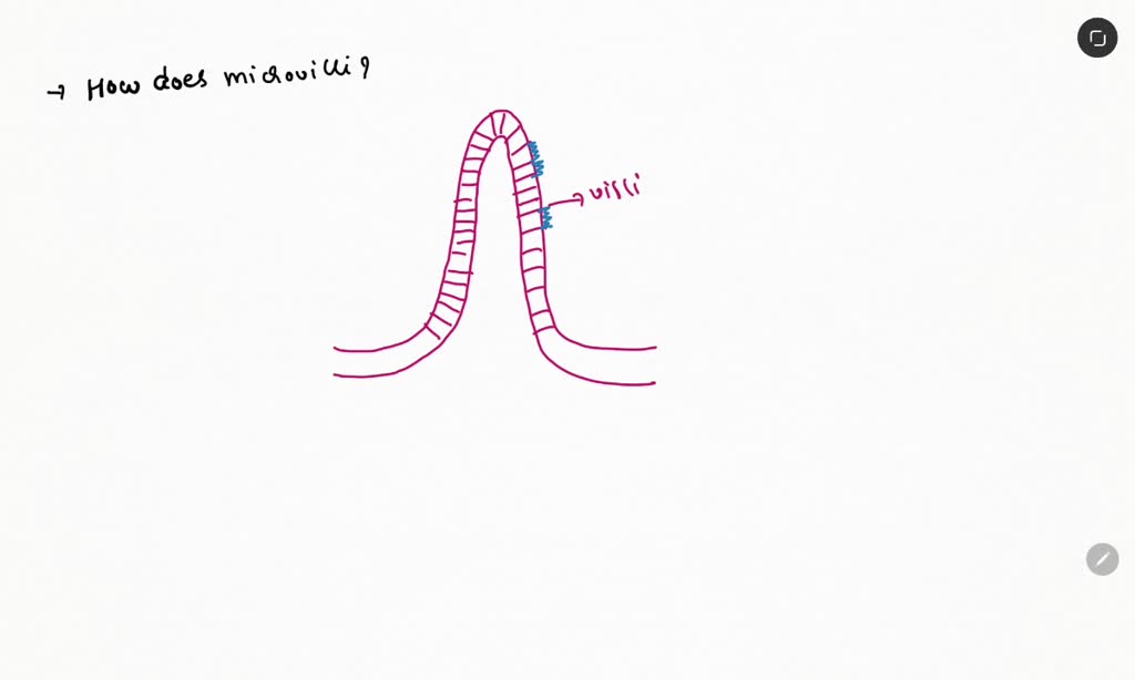 SOLVED Microvilli (brush border cells), small fingerlike projections