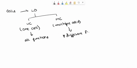 which-list-of-characteristics-describes-organisms-classified-as-animals-a-unicellular-prokaryotic-autotrophic-b-multicellular-eukaryotic-heterotrophic-c-unicellular-eukaryotic-heterotrophic-91522
