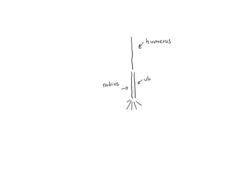 identify-the-type-of-movement-enabled-by-the-articulation-between-the-radius-and-ulna-at-the-elbow-view-available-hints-for-part-f-abduction-inversion-supination-flexion