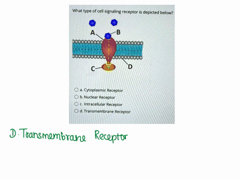 what-type-of-cell-signaling-receptor-is-depicted-below-a-cytoplasmic-receptor-b-nuclear-receptor-c-intracellular-receptor-d-transmembrane-receptor-50487