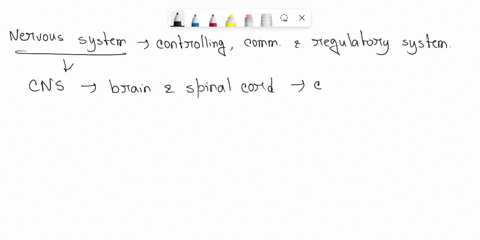 the-spinal-cord-is-a-complex-system-of-nervous-tissue-the-brain-and-spinal-cord-make-up-the-central-nervous-system-when-the-spinal-cord-operates-correctly-it-is-the-main-pathway-for-informat-38522