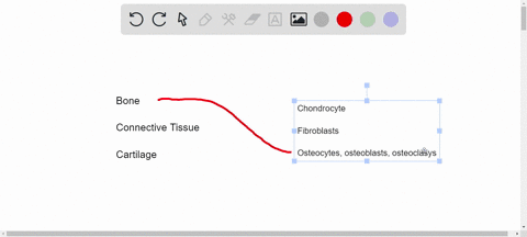 name-the-primary-cell-type-in-connective-tissue-proper-in-cartilage-in-bone-78223