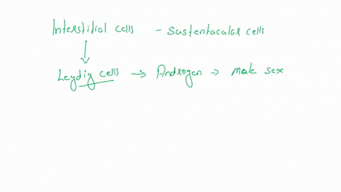 what-hormones-are-produced-by-the-interstitial-cells-and-the-sustentacular-cells-and-how-do-these-hormones-affect-the-hypothalamus-and-anterior-pituitary-62116