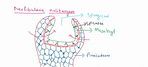 introduction-to-invertebrates-experiment-2-observing-porifera-data-sheet-upload-your-drawn-and-labeled-picture-of-neofibularia-nolitangere-along-with-this-assessment-document-post-lab-questi-79337