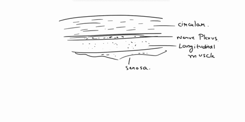 which-structure-is-highlighted-serosa-circular-muscle-of-muscularis-externa-myenteric-nerve-plexus-longitudinal-muscle-of-muscularis-externa-48812
