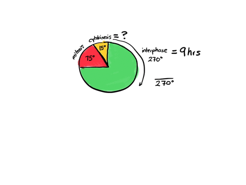 ii-in-some-cmbryo-cells-intcrphasc-can-last-jn-avcragc-of-ninc-hours-the-diagram-shows-the-relatlve-proportions-of-time-kpznl-each-pan-of-tne-cell-cycle-quulty-educotion-schcoll-gr-hi-bio-ma-4628