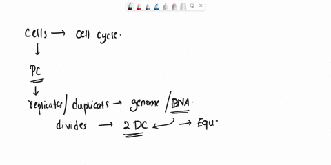 which-stage-of-the-cell-cycle-involves-cell-growth-and-dna-replication-mitosis-cytokinesis-interphase-prophase-63261