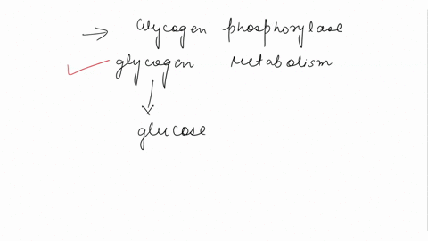 select-all-the-correct-statements-glycogen-phosphorylase-1is-an-enzyme-involved-in-the-first-step-of-glycogen-utilisation-2-releases-glucose-1-phosphate-from-the-non-reducing-ends-of-the-mol-26004
