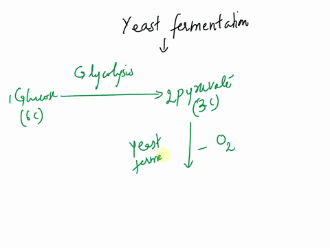 the-main-products-of-yeast-fermentation-are-check-all-that-apply-check-all-that-apply-alcohol-fadh-co-co2-lactic-acid-nad-nadh-pyruvate-93279